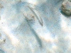 Slippery Dick Initial Phase (4